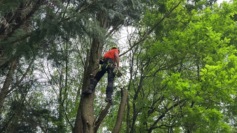 Why Choose Our Tree Removal Services in Tehachapi, CA?